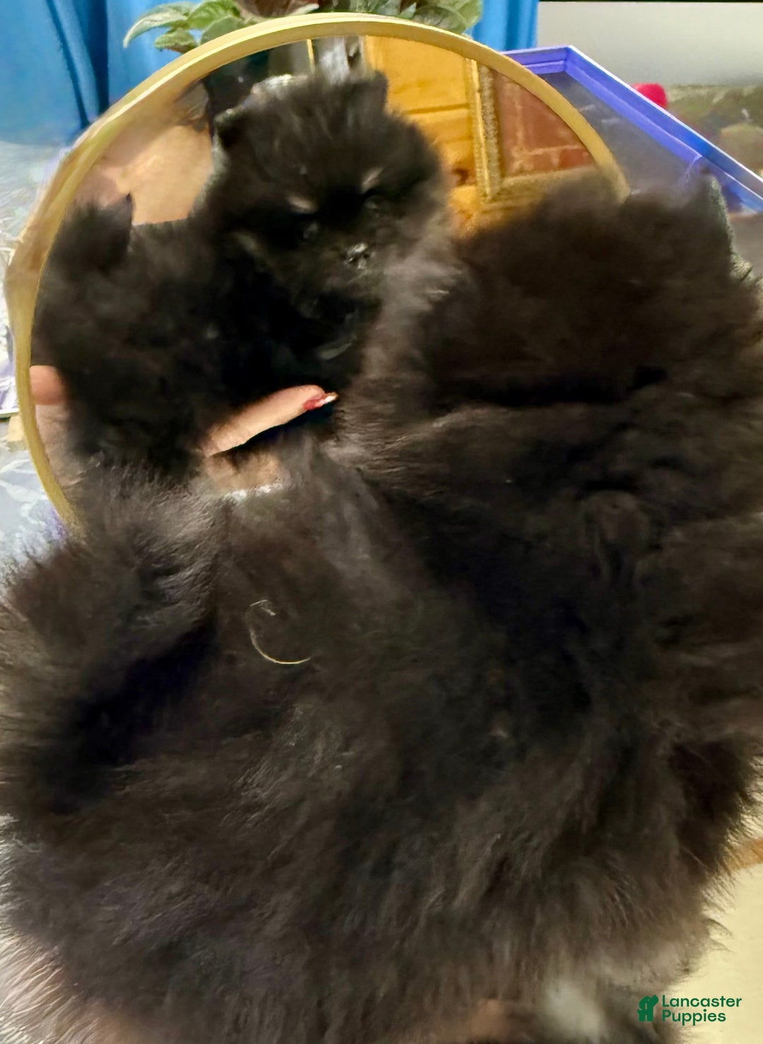 Pomeranian dogs for sale: CHACHI Pomeranian  - Ad 4