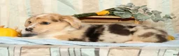 Welsh Corgi Pembroke dogs for sale: Teddy - Ad 7
