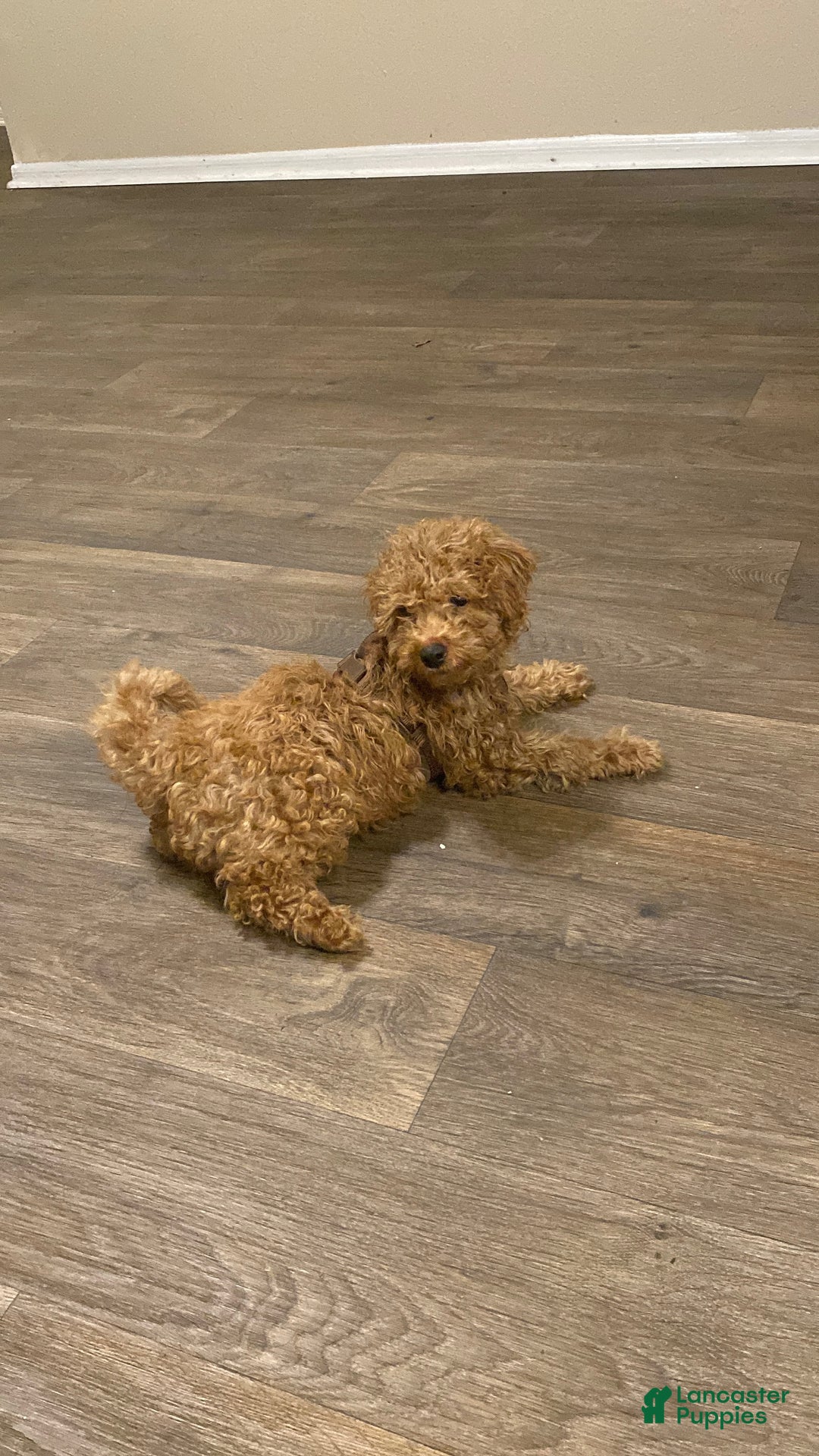 Goldendoodle dogs for sale: Jaxon - Ad 3