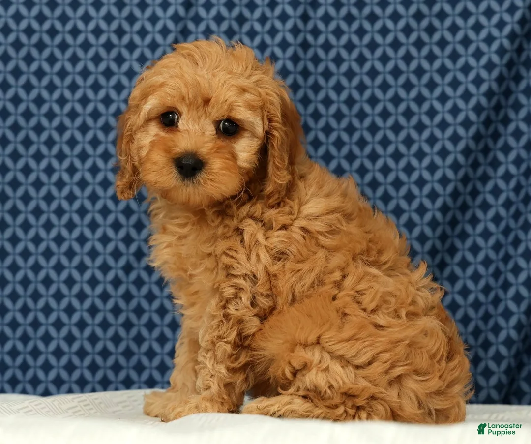 Cockapoo dogs for sale: Max - Ad 1