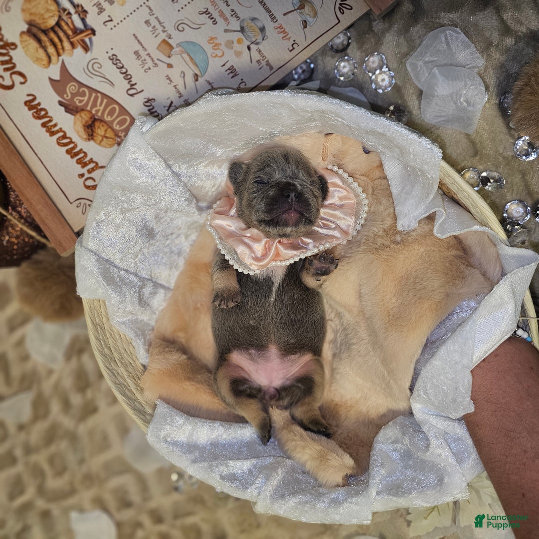 French Bulldog dogs for sale: Velour AKC Fluffy Carrier  - Ad 12