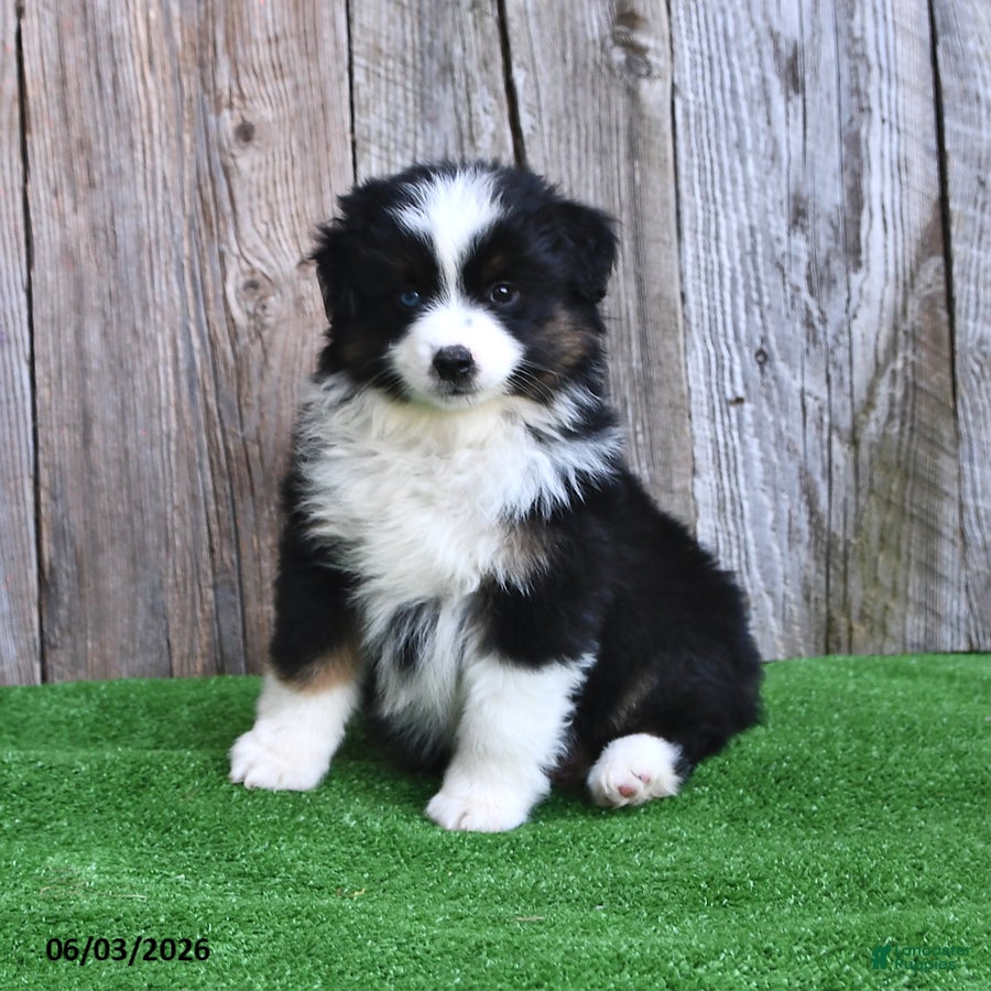 Miniature Australian Shepherd dogs for sale: Rambo - Ad 1