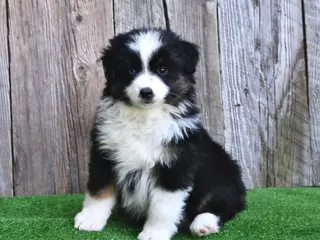 Miniature Australian Shepherd dogs for sale: Rambo - Ad 1