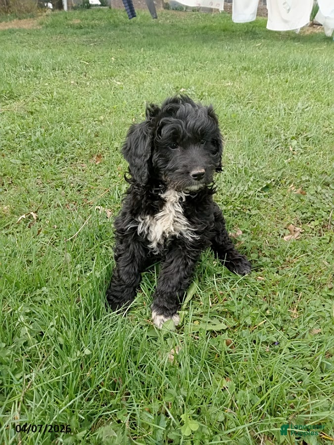 Mini Goldendoodle dogs Eddy - Ad 15