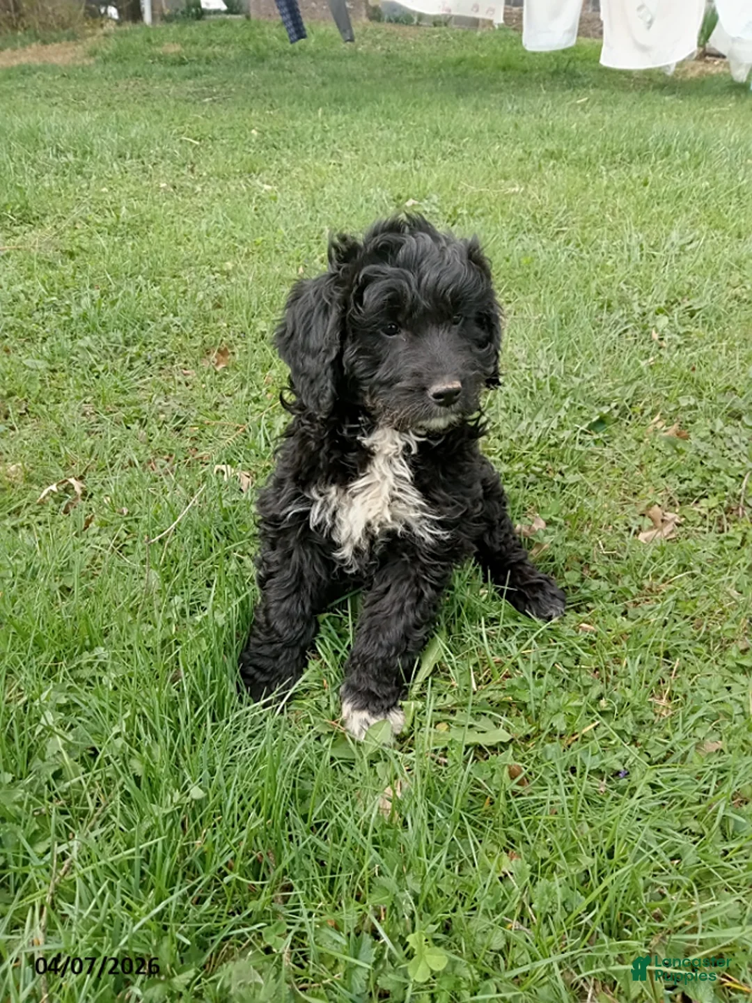Mini Goldendoodle dogs for sale: Eddy - Ad 1