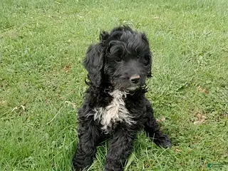 Mini Goldendoodle dogs Eddy - Ad 15