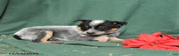Australian Cattle Dog dogs for sale: Otis - Ad 4