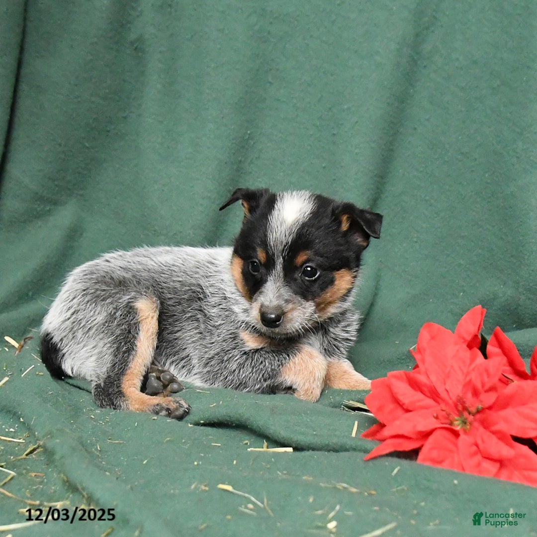 Australian Cattle Dog dogs for sale: Otis - Ad 4