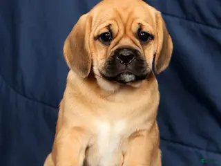 Puggle dogs for sale: Kimberly - Ad 3