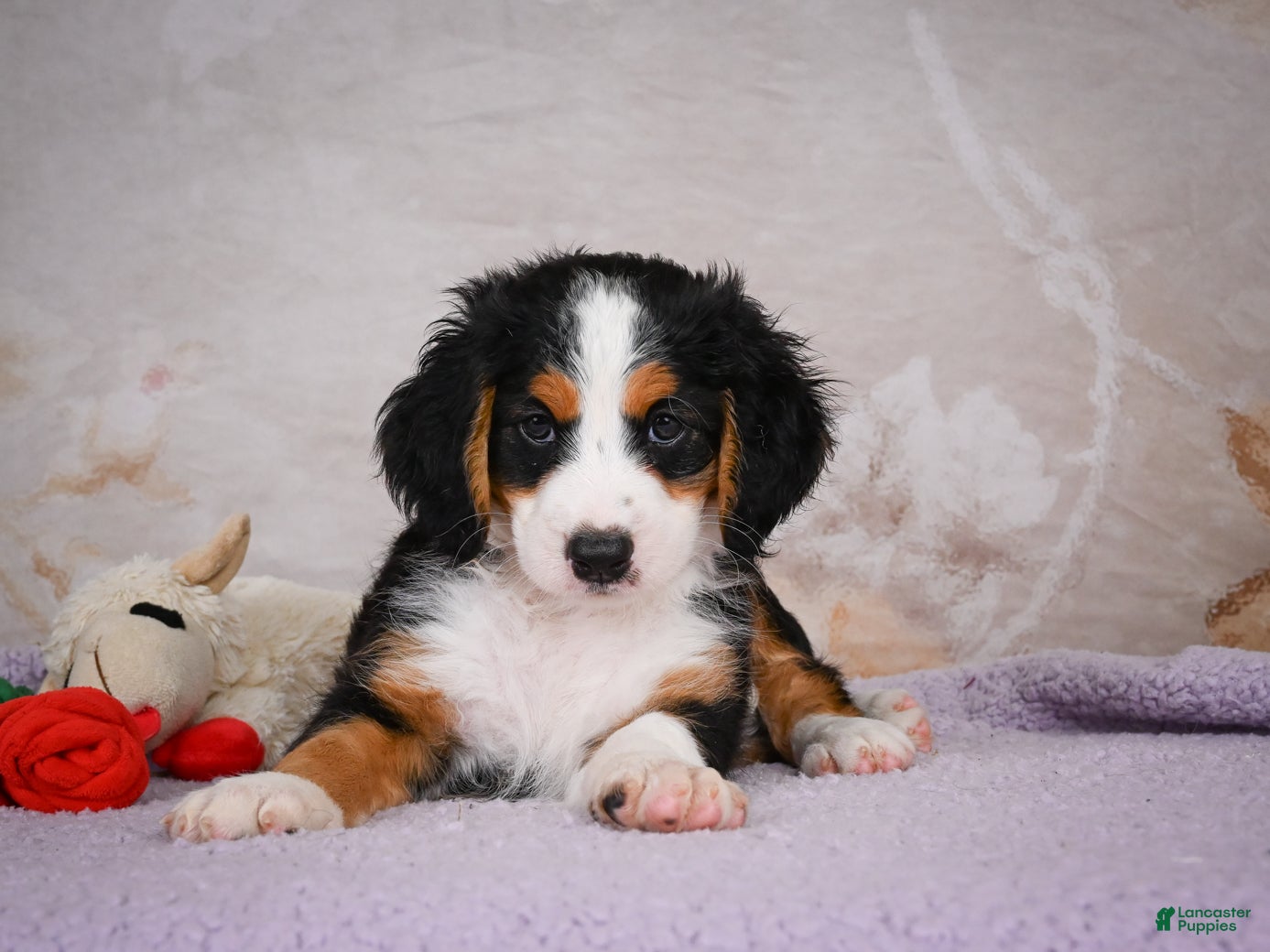 Mini Bernedoodle dogs Ben - Ad 1