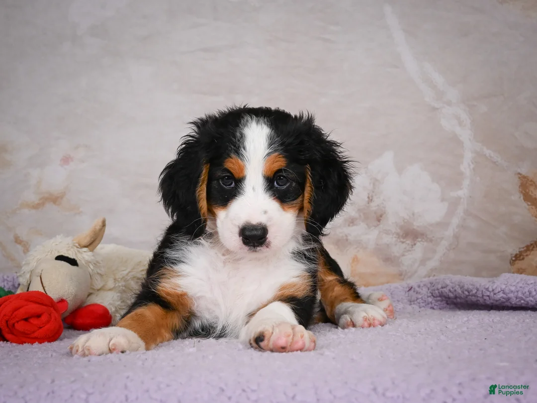 Mini Bernedoodle dogs for sale: Ben - Ad 1