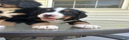 Bernese Mountain Dog dogs for sale: Berner bunch - Ad 4