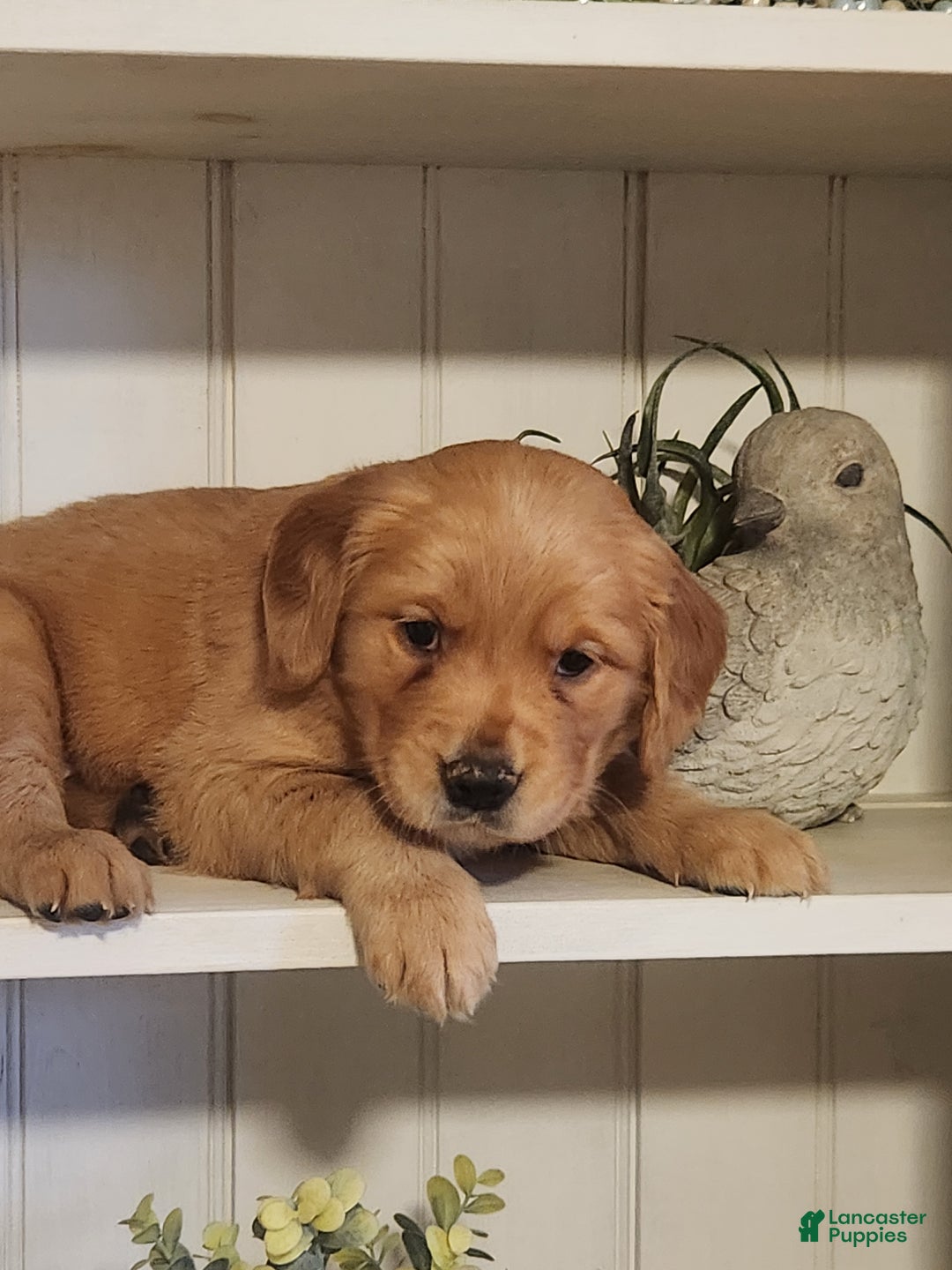 Golden Retriever dogs for sale: Rick - Ad 2