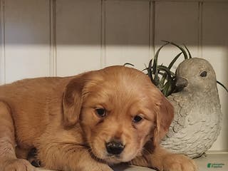 Golden Retriever dogs Rick - Ad 19