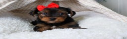 Yorkshire Terrier dogs for sale: CODY - Ad 10