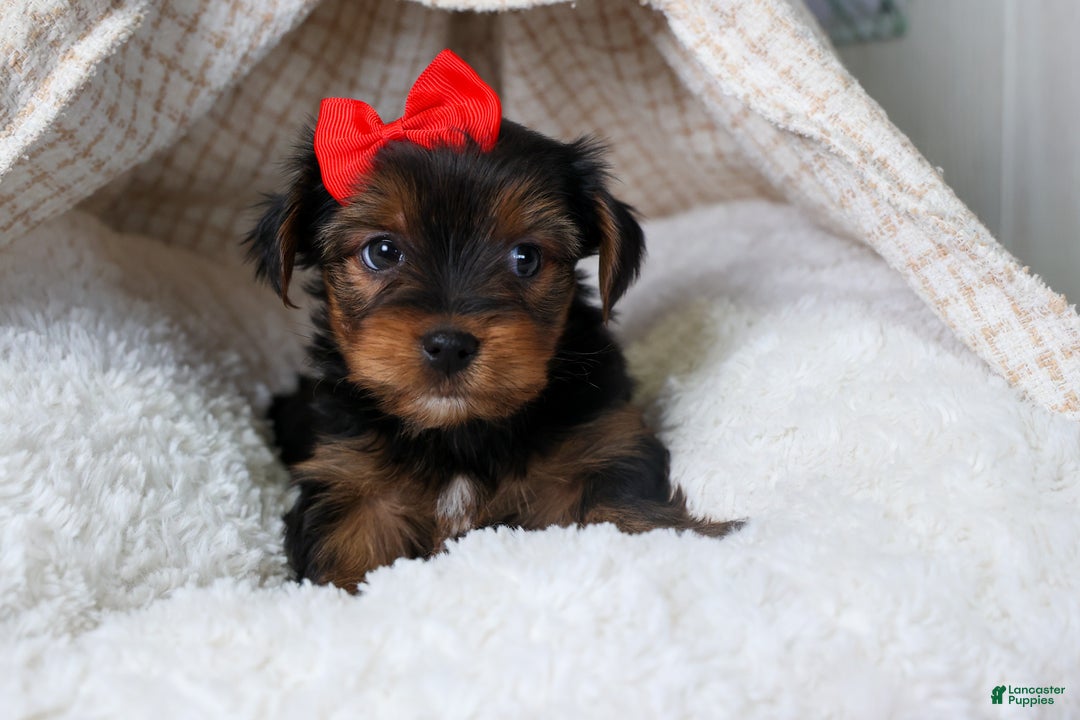Yorkshire Terrier dogs for sale: CODY - Ad 10