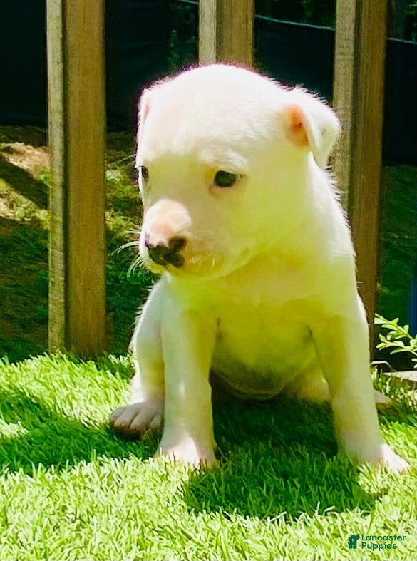 American Pit Bull Terrier dogs for sale: American Pit Bull Terrier 5 - Ad 2