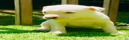 American Pit Bull Terrier dogs for sale: American Pit Bull Terrier 5 - Ad 1