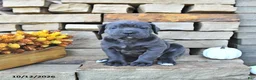 Cane Corso dogs for sale: Rio - Ad 5