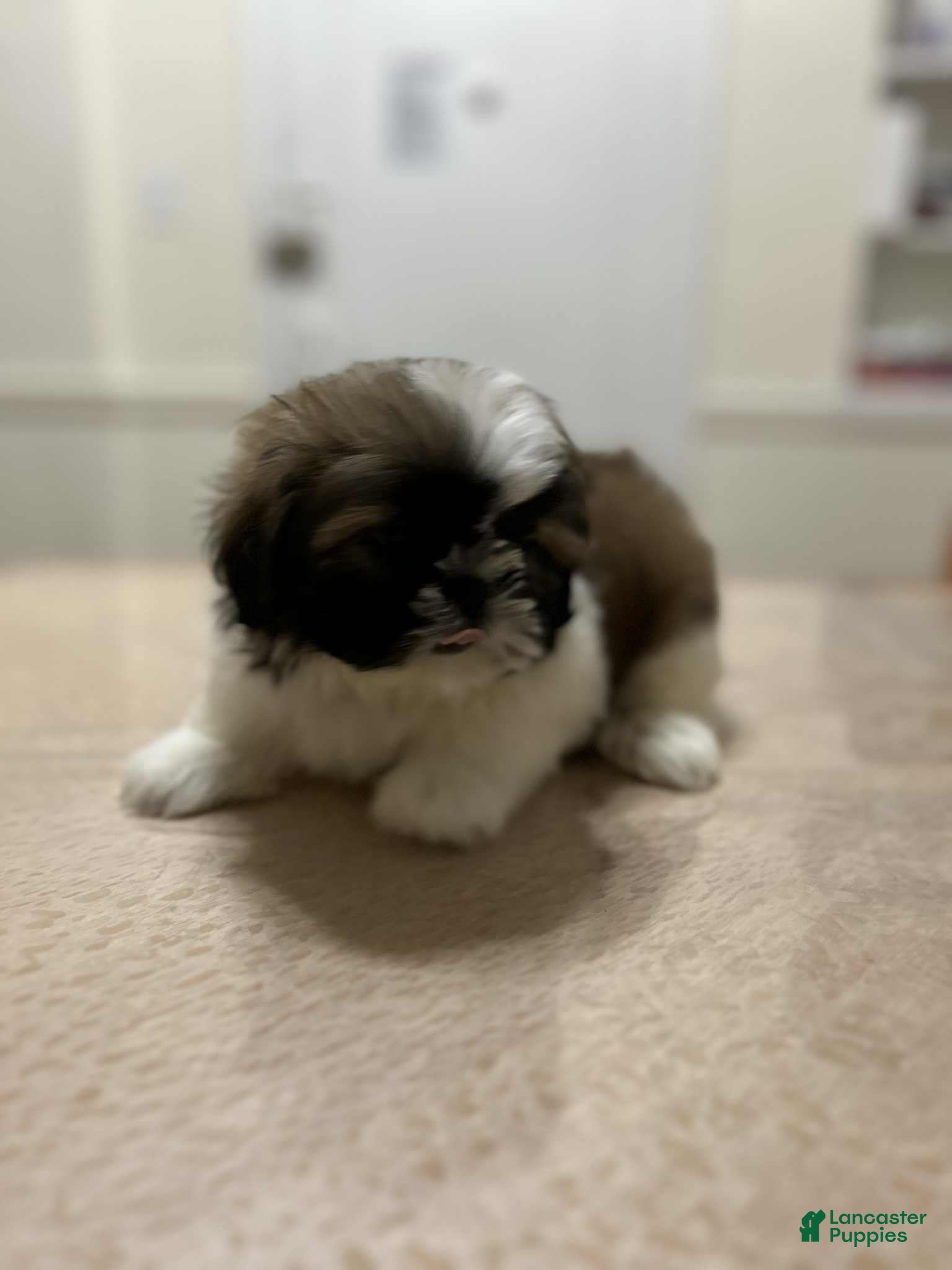 Shih Tzu dogs Stella - Ad 42