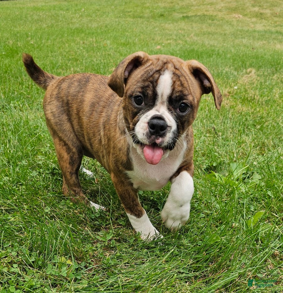 Mixed Breed dogs Tiger Girl - Ad 40