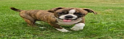 Mixed Breed dogs for sale: Tiger Girl - Ad 1
