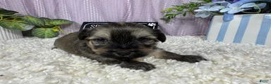 Havanese 1