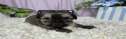 Havanese dogs for sale: Havanese 1 - Ad 1