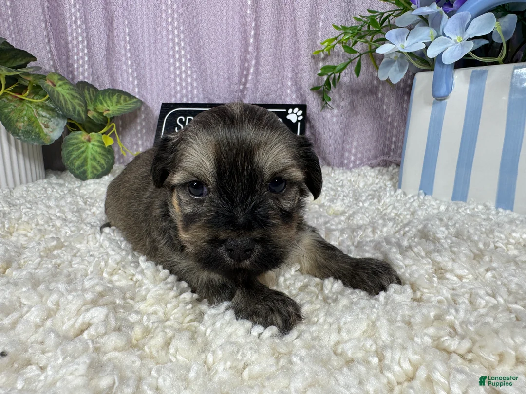 Havanese dogs for sale: Havanese 1 - Ad 1