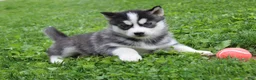 Siberian Husky dogs for sale: Reno - Ad 6