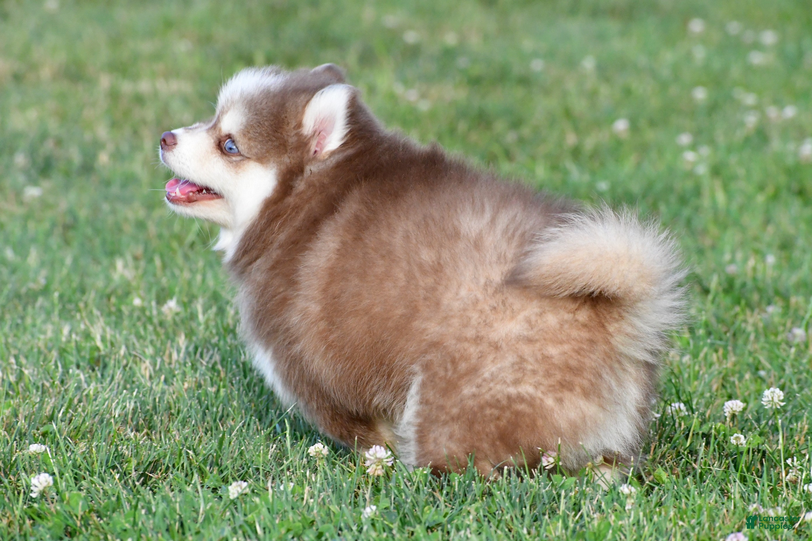 Pomsky dogs Prince - Ad 2