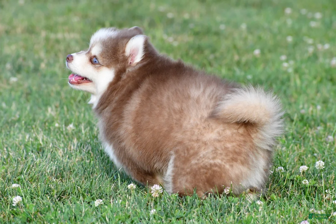 Pomsky dogs for sale: Prince - Ad 2