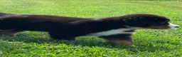 Bernese Mountain Dog dogs for sale: Snoopy - Ad 14