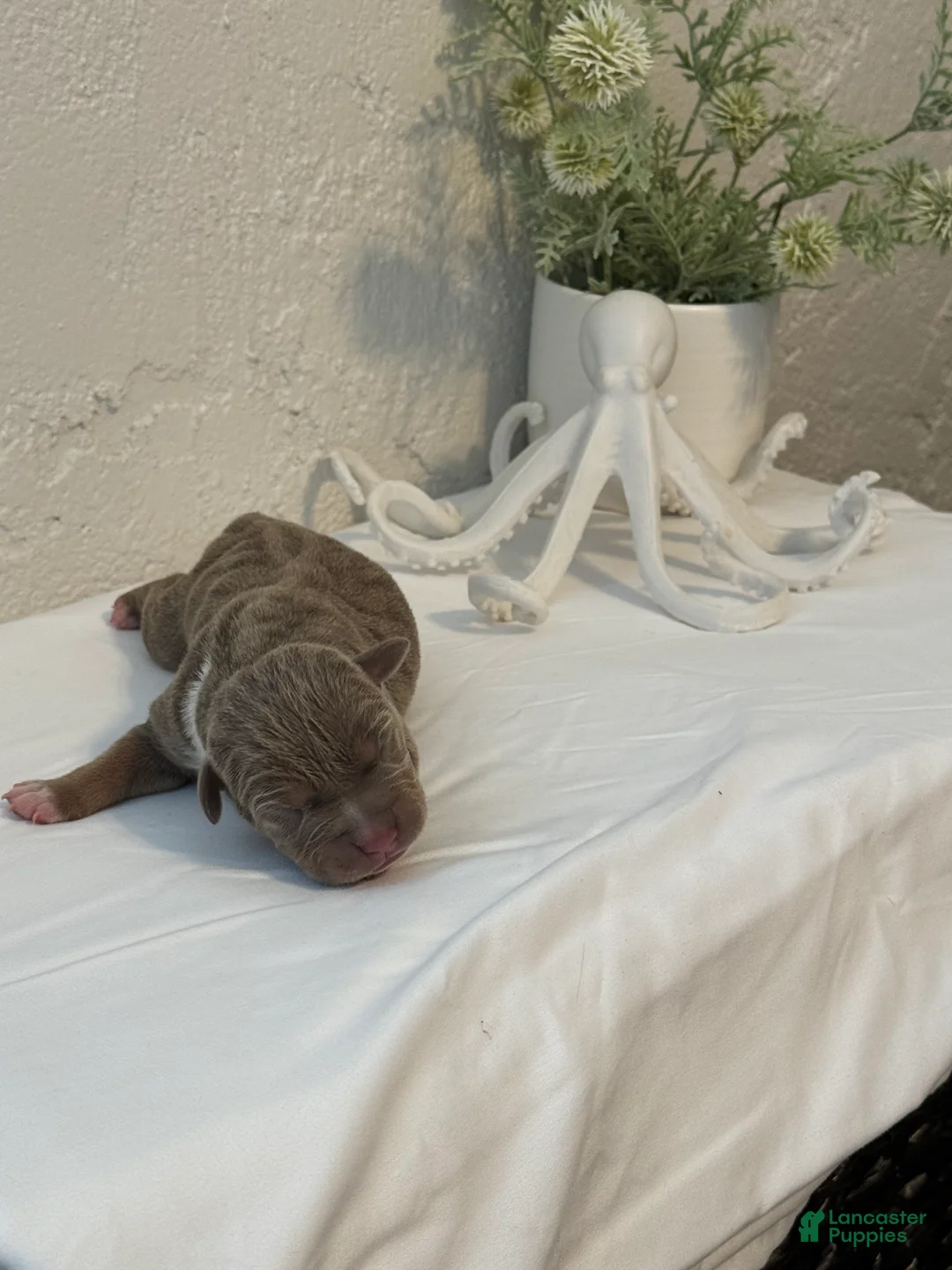 American Bully dogs for sale: Marina - Ad 2