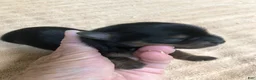 Yorkshire Terrier dogs for sale: Peyton - Ad 6