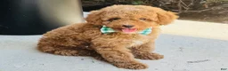 Mini Goldendoodle dogs for sale: Mini Goldendoodle 2 - Ad 4