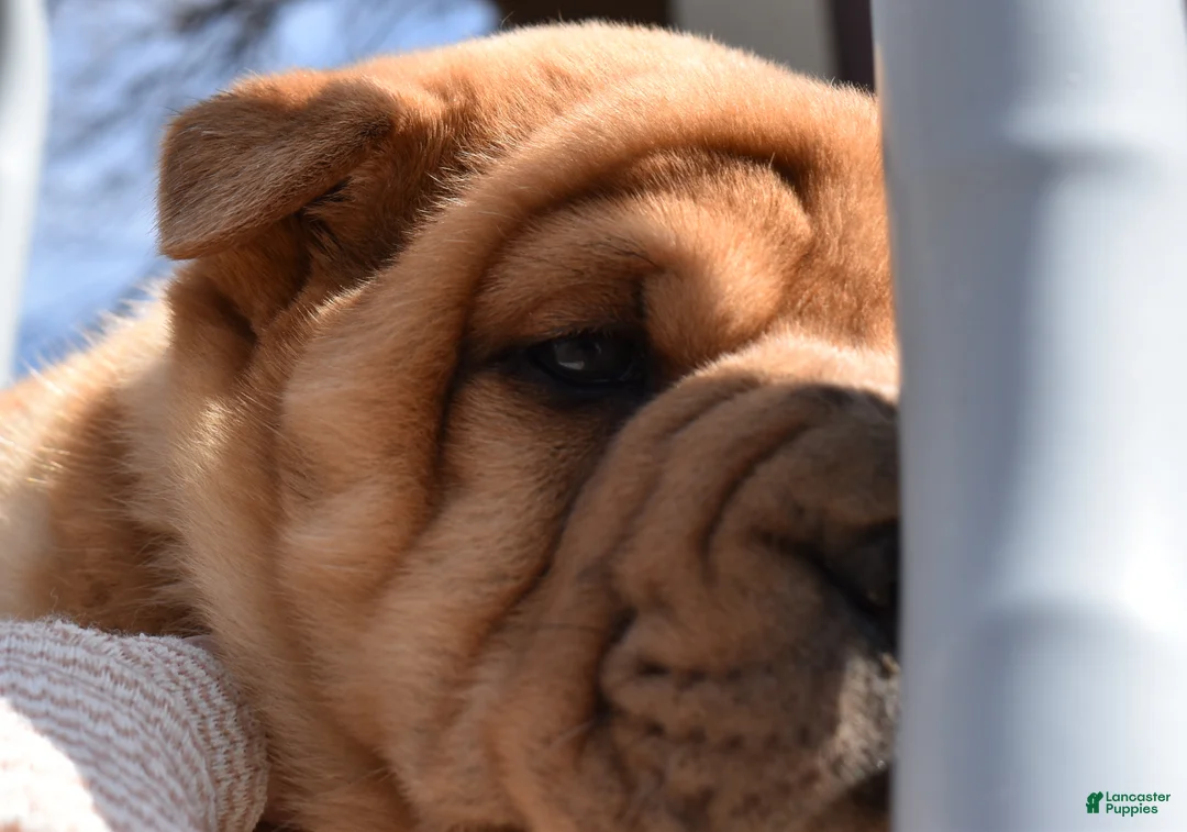 Shar Pei dogs for sale: Shar Pei Puppy 5 - Ad 2