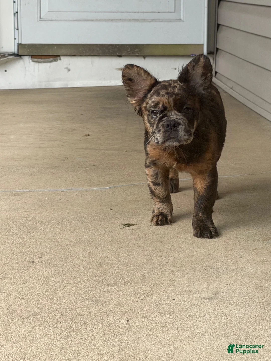 French Bulldog dogs for sale: French Bulldog 2 - Ad 2