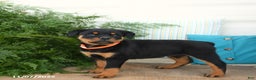 Rottweiler dogs for sale: Alexa - Ad 3