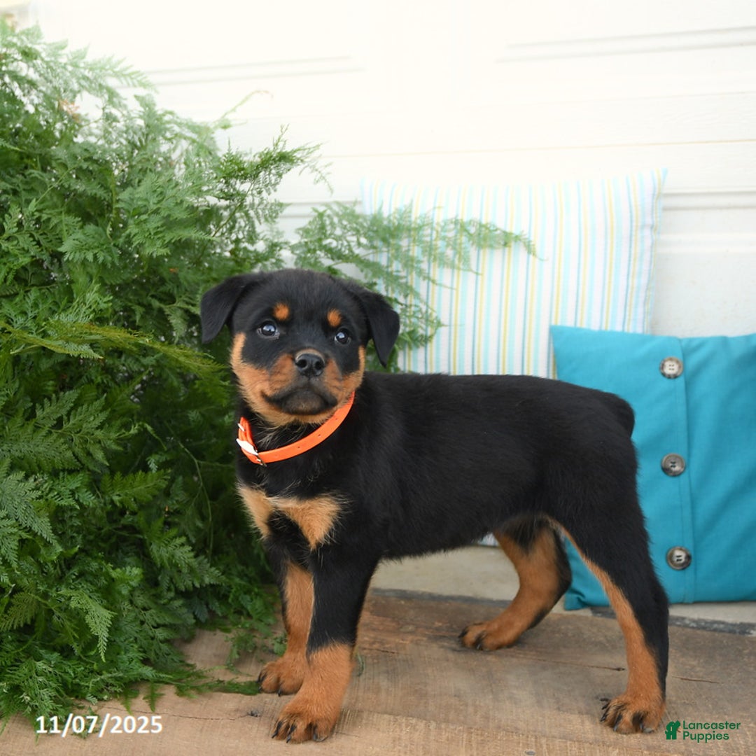 Rottweiler dogs for sale: Alexa - Ad 3