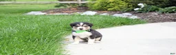 Miniature Australian Shepherd dogs for sale: Andy - Ad 4