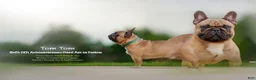 French Bulldog dogs for sale: Plankton  - Ad 9