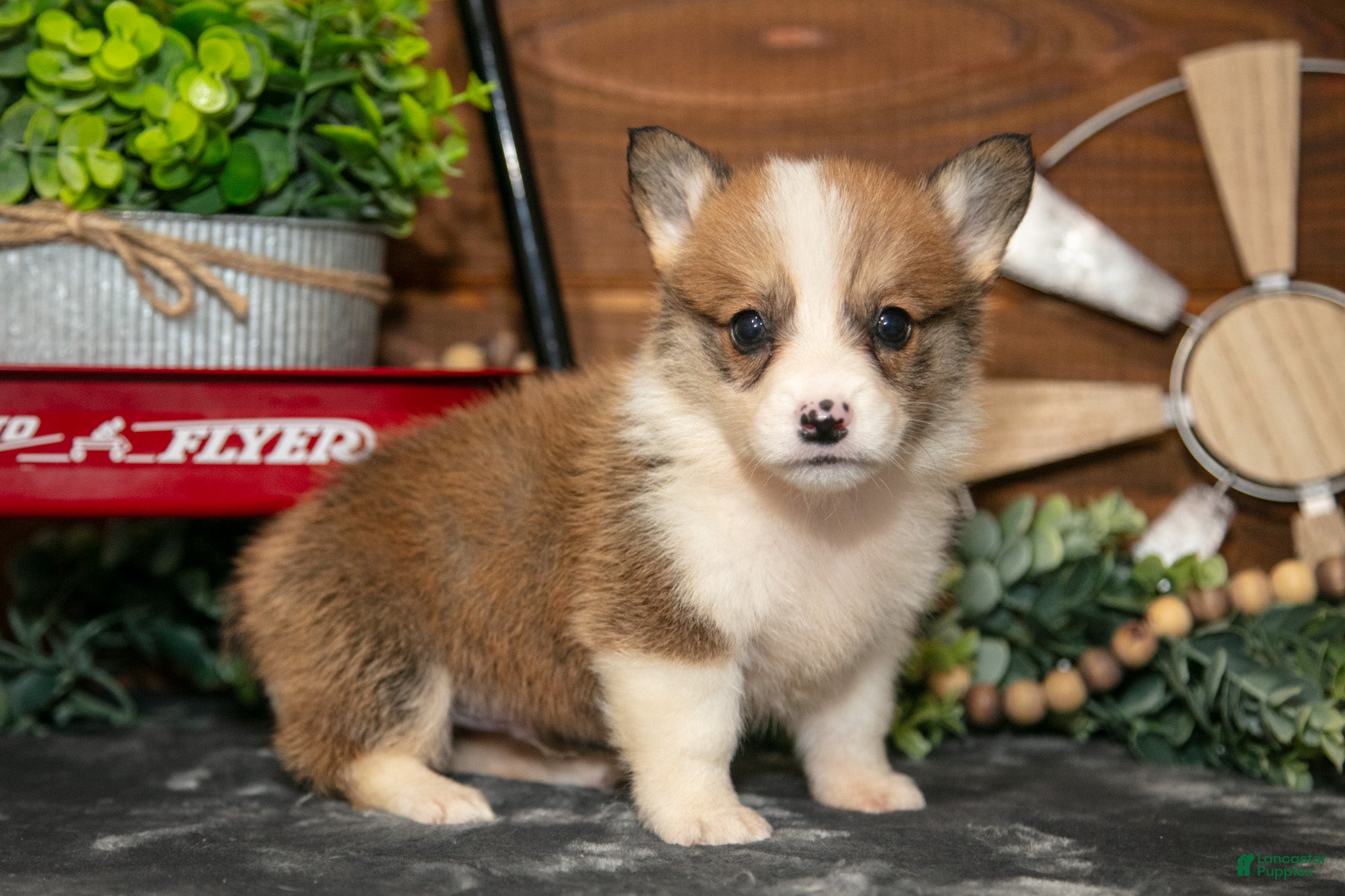 Welsh Corgi Pembroke dogs BeeBee - Ad 2