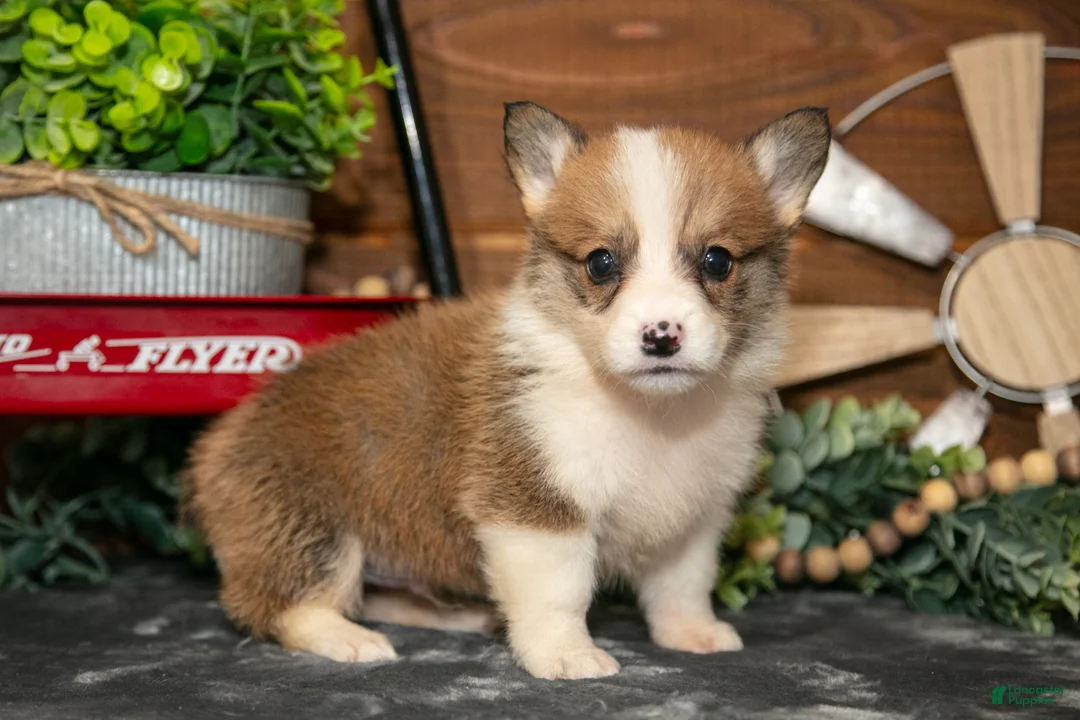 Welsh Corgi Pembroke dogs for sale: BeeBee - Ad 2