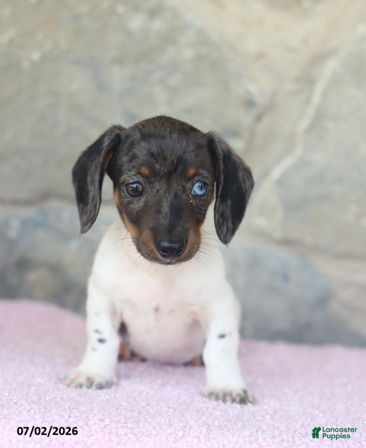 Miniature Dachshund dogs Crystal - Ad 2