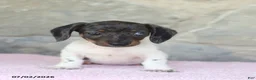 Miniature Dachshund dogs for sale: Crystal - Ad 2