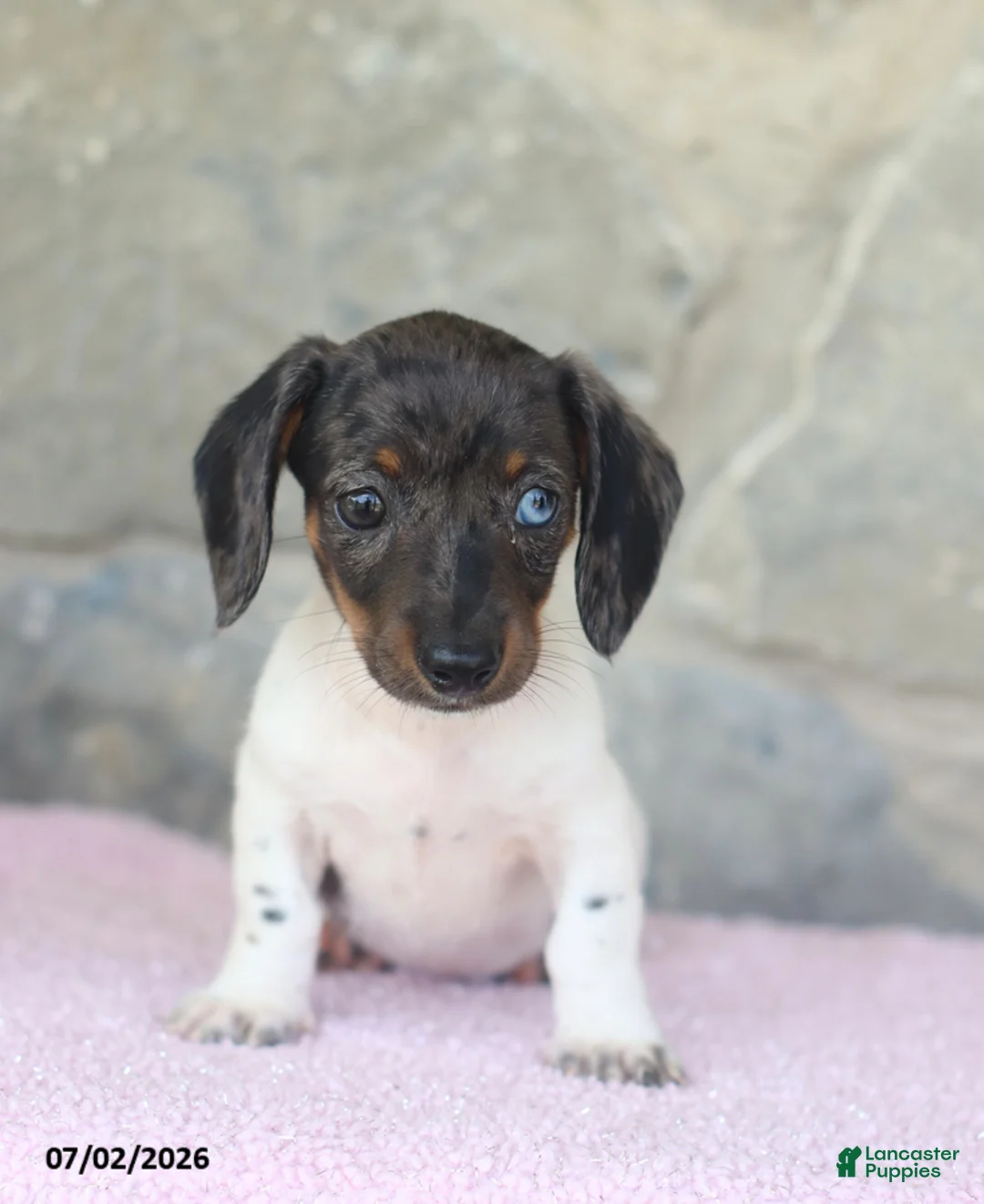 Miniature Dachshund dogs for sale: Crystal - Ad 2