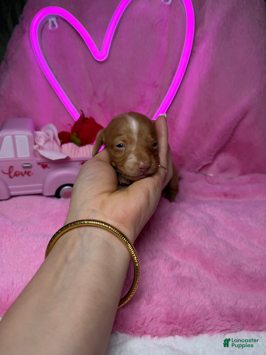 Miniature Dachshund dogs for sale: Miniature Dachshund Puppy 3 - Ad 3