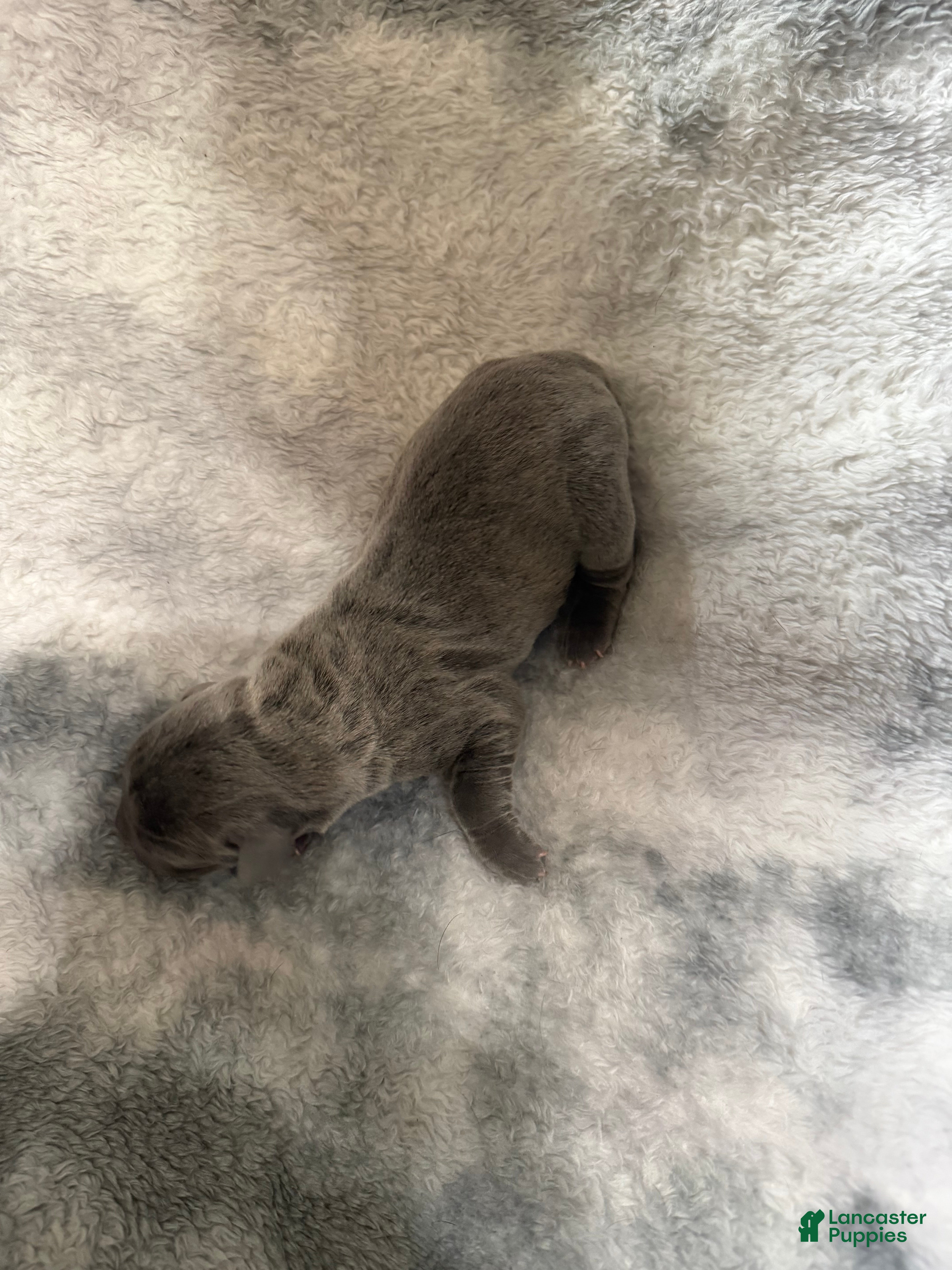 Cane Corso dogs Cane Corso Puppy 4 Gidget - Ad 36