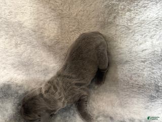 Cane Corso dogs Cane Corso Puppy 4 Gidget - Ad 36